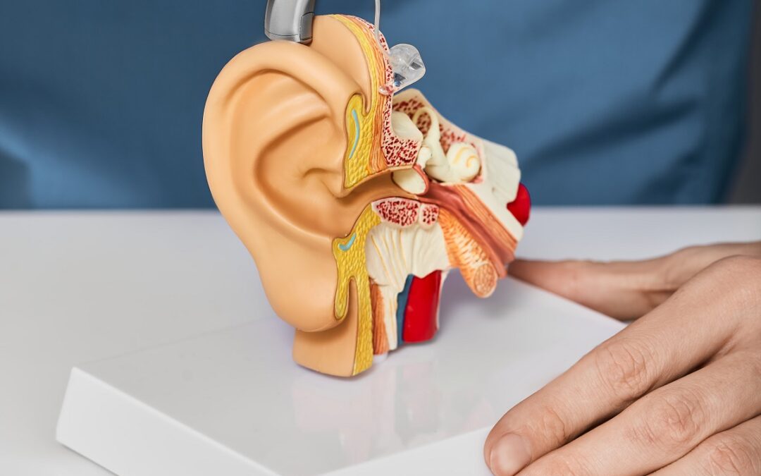 Doctor Audiologist Putting Hearing Aid On Ear Anatomical Model.